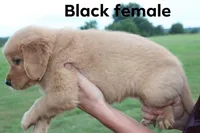 Black, a female Golden Retriever for sale in Wynnewood, OK – Photo 3 of 3