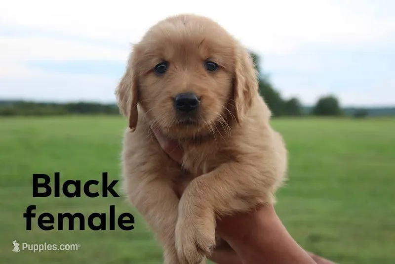 Black, a female Golden Retriever for sale in Wynnewood, OK – Photo 1 of 3