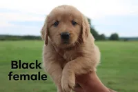 Black, a female Golden Retriever for sale in Wynnewood, OK – Photo 1 of 3