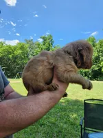 Yellow , a male Golden Retriever for sale in Wynnewood, OK – 9 of 9