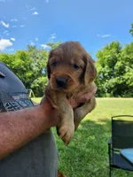 Pink, a female Golden Retriever for sale in Wynnewood, OK – 2 of 9
