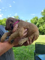 Pink, a female Golden Retriever for sale in Wynnewood, OK – 4 of 9