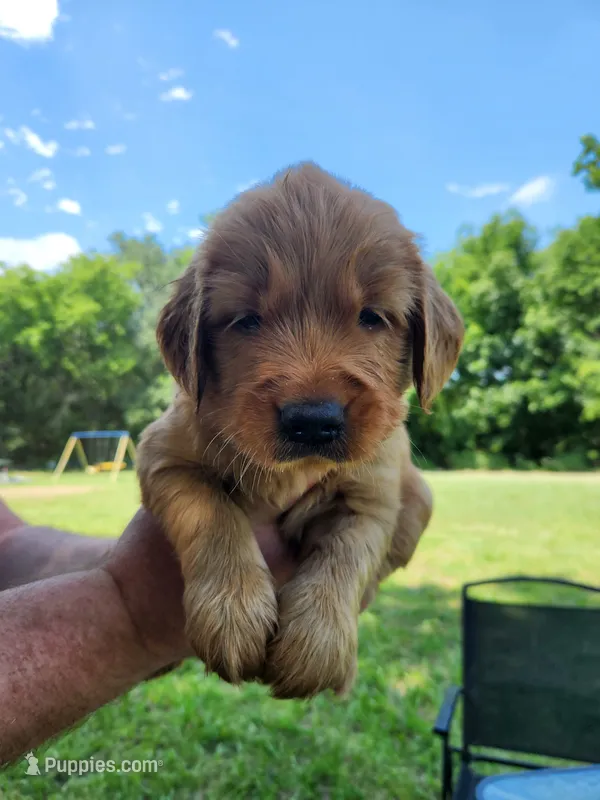 Yellow  – Golden Retriever puppy for sale in Wynnewood, OK