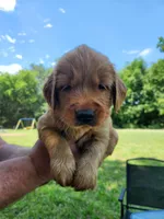 Yellow , a male Golden Retriever for sale in Wynnewood, OK – 1 of 9