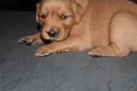 Grey, a male Golden Retriever for sale in Wynnewood, OK – Photo 5 of 6