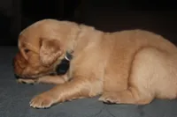 Grey, a male Golden Retriever for sale in Wynnewood, OK – Photo 3 of 6