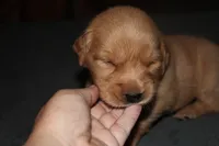 Grey, a male Golden Retriever for sale in Wynnewood, OK – Photo 4 of 6