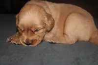 Grey, a male Golden Retriever for sale in Wynnewood, OK – Photo 6 of 6