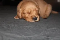 Grey, a male Golden Retriever for sale in Wynnewood, OK – Photo 1 of 6