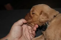 Grey, a male Golden Retriever for sale in Wynnewood, OK – Photo 2 of 6