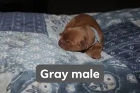 Grey, a male Golden Retriever for sale in Wynnewood, OK – Photo 2 of 2