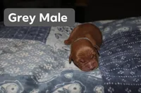 Grey, a male Golden Retriever for sale in Wynnewood, OK – Photo 1 of 2