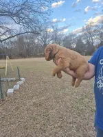 Blue, a male Golden Retriever for sale in Wynnewood, OK – Photo 4 of 8
