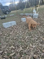 Blue, a male Golden Retriever for sale in Wynnewood, OK – Photo 6 of 8