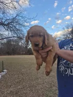 Blue, a male Golden Retriever for sale in Wynnewood, OK – Photo 3 of 8