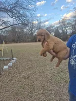 Blue, a male Golden Retriever for sale in Wynnewood, OK – Photo 5 of 8