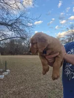 Blue, a male Golden Retriever for sale in Wynnewood, OK – Photo 7 of 8
