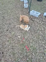 Blue, a male Golden Retriever for sale in Wynnewood, OK – Photo 8 of 8