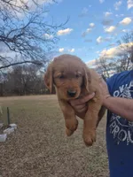 Blue, a male Golden Retriever for sale in Wynnewood, OK – Photo 1 of 8