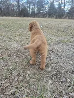 Blue, a male Golden Retriever for sale in Wynnewood, OK – Photo 2 of 8