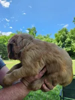 Yellow , a male Golden Retriever for sale in Wynnewood, OK – 8 of 9