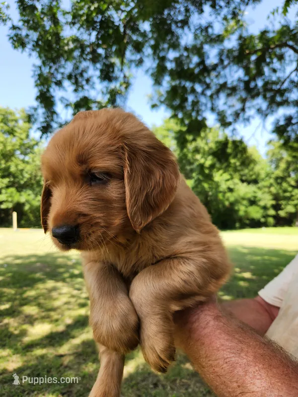 Yellow  – Golden Retriever puppy for sale in Wynnewood, OK