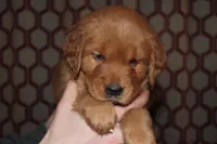 Lucy's Blue, a female Golden Retriever for sale in Wynnewood, OK – Photo 8 of 8