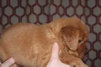 Lucy's Blue, a female Golden Retriever for sale in Wynnewood, OK – Photo 6 of 8