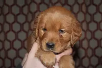 Lucy's Blue, a female Golden Retriever for sale in Wynnewood, OK – Photo 7 of 8