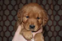 Lucy's Blue, a female Golden Retriever for sale in Wynnewood, OK – Photo 5 of 8