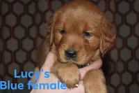 Lucy's Blue, a female Golden Retriever for sale in Wynnewood, OK – Photo 1 of 8
