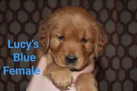 Lucy's Blue, a female Golden Retriever for sale in Wynnewood, OK – Photo 2 of 8