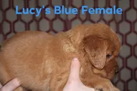 Lucy's Blue, a female Golden Retriever for sale in Wynnewood, OK – Photo 3 of 8