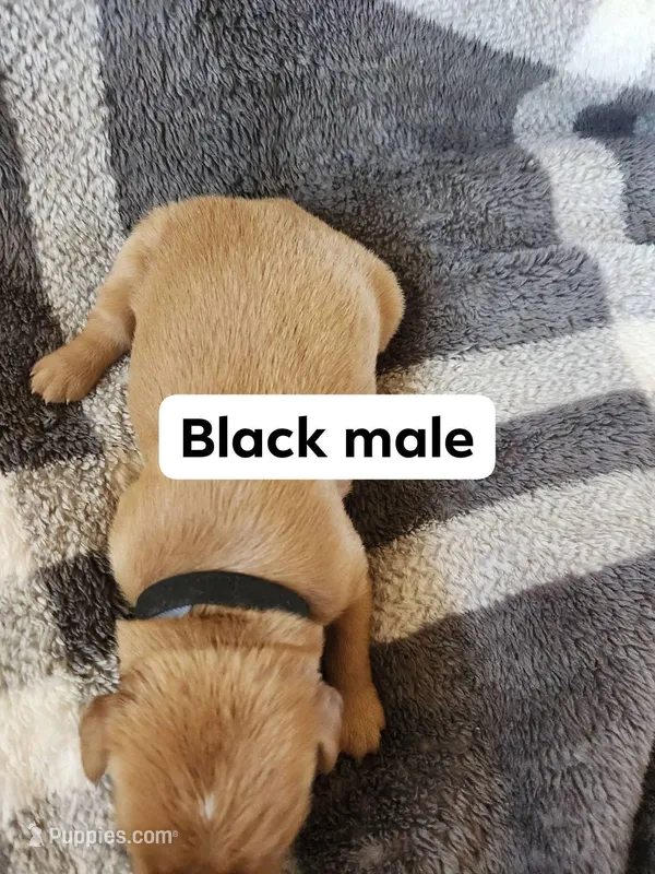 Black  – Golden Retriever puppy for sale in Wynnewood, OK