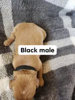 Black , a male Golden Retriever for sale in Wynnewood, OK – Photo 1 of 3