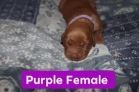 Purple, a female Golden Retriever for sale in Wynnewood, OK – Photo 1 of 2