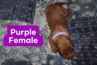 Purple, a female Golden Retriever for sale in Wynnewood, OK – Photo 2 of 2