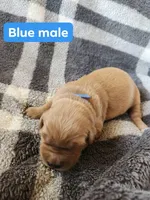 Blue , a male Golden Retriever for sale in Wynnewood, OK – Photo 3 of 3