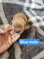 Blue , a male Golden Retriever for sale in Wynnewood, OK – Photo 2 of 3