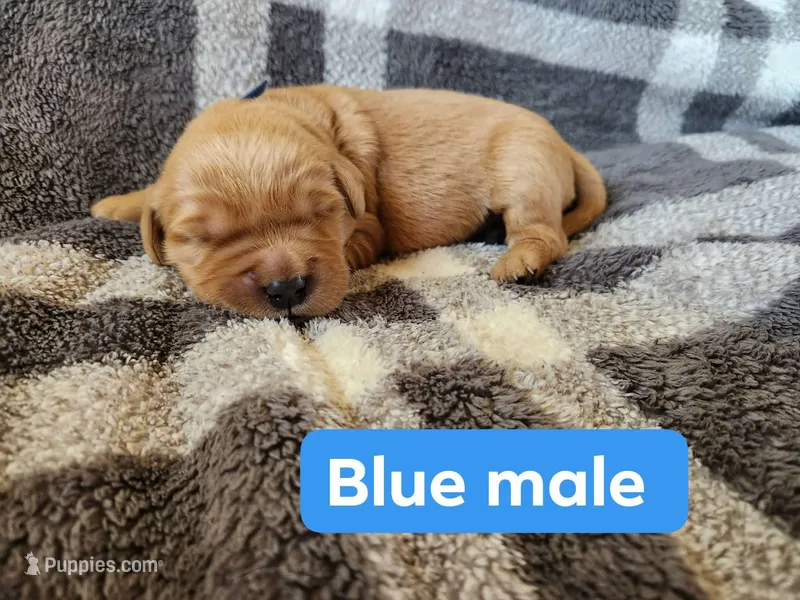 Blue  – Golden Retriever puppy for sale in Wynnewood, OK