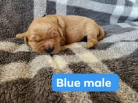 Blue , a male Golden Retriever for sale in Wynnewood, OK – Photo 1 of 3