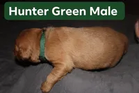 Hunter Green, a male Golden Retriever for sale in Wynnewood, OK – Photo 2 of 3