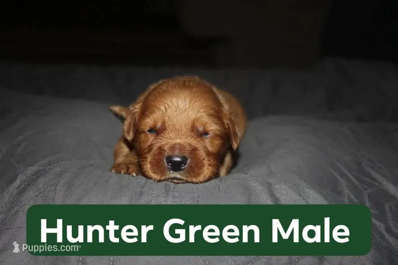 Hunter Green, a male Golden Retriever for sale in Wynnewood, OK – Photo 1 of 3
