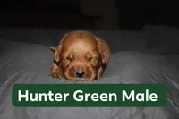 Hunter Green, a male Golden Retriever for sale in Wynnewood, OK – Photo 3 of 3