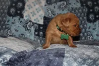 Chloe's Green, a male Golden Retriever for sale in Wynnewood, OK – Photo 2 of 5