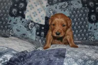 Chloe's Green, a male Golden Retriever for sale in Wynnewood, OK – Photo 5 of 5