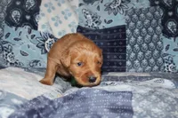 Chloe's Green, a male Golden Retriever for sale in Wynnewood, OK – Photo 4 of 5