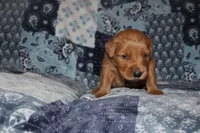 Chloe's Green, a male Golden Retriever for sale in Wynnewood, OK – Photo 1 of 5