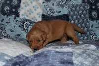 Chloe's Green, a male Golden Retriever for sale in Wynnewood, OK – Photo 3 of 5