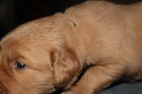 Yellow, a female Golden Retriever for sale in Wynnewood, OK – Photo 6 of 7